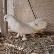 کبوتر دم چتری