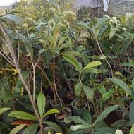 ازگیل گلدان چهار