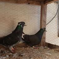 یک جفت کبوتر