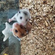 همسترنروماده