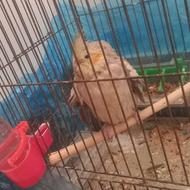 عروس هلندی دستی