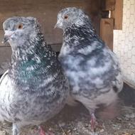 کبوتر کلدم سبز