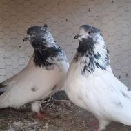 کبوتر کلدم سبز