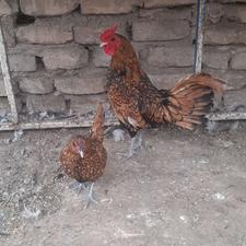 مرغ و خروس مینیاتوری