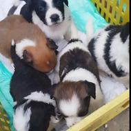 توله پاکوتاه اشپیزایتالیایی