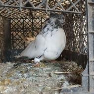 کلدم سبز ماده