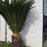 سیکاس 10 ساله