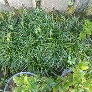 یال اسبی سبز وابلق