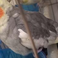 عروس هلندی ابلق دوکت