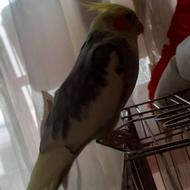 عروس هلندی ابلق سخنگو