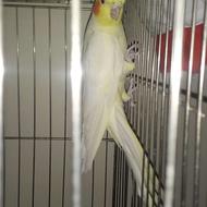 عروس هلندی لوتینو چشم شرابی