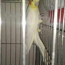 عروس هلندی لوتینو چشم شرابی