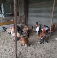 فروش مرغ خروس سابیل پود