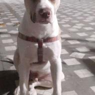 واگذاری پیتبول