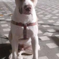 واگذاری پیتبول