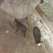 گوسفند رومانف