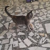 بچه گربه 4 ماهه