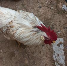 2 عدد خروس ب فروش می‌رسد