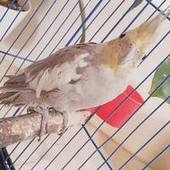 عروس هلندی ماده بالغ آماده تخم گذاری با قفس