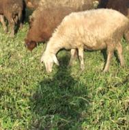 گوسفند شیر کر