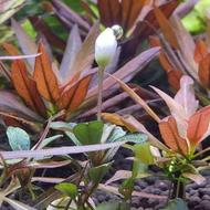 تکثیر و فروش گیاهان آبزی