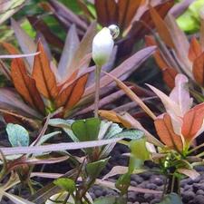 تکثیر و فروش گیاهان آبزی