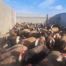 گوسفندمیش بره دارشالی