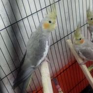 عروس هلندی ماده و نر وایت فیس آواز خوان دستی و نیمه دستی