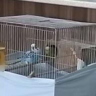 مرغ عشق انگلیسی کرید a