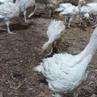 جوجه بوقلمون بیوتی 6