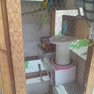 حیوانات وسرگرمی درخانه