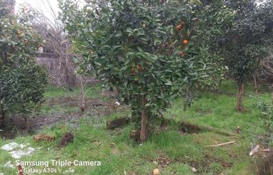 زمین شهری 210متر