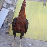 خروس لاری اصیل