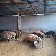 خرید و فروش گوسفند بز بره اسب و.....