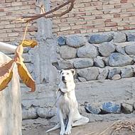 واگذاری سگ عراقی ماده