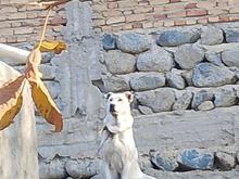 واگذاری سگ عراقی ماده در شیپور