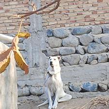 واگذاری سگ عراقی ماده