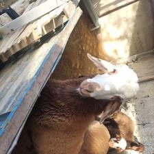 گوسفند نر جوان