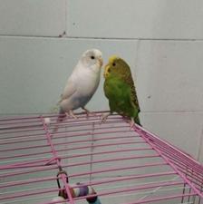 طوطی و پرنده مرغ عشق