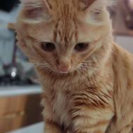 گربه ماده ملوس و ناز