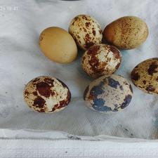 تخم بلدرچین درجه یک