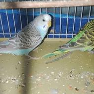 جفت مرغ عشق