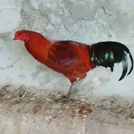 تخم محلی و دورگ