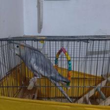 پرنده مورغ عشق عروس هلندی