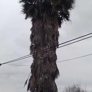 درخت نخل برای ویلا