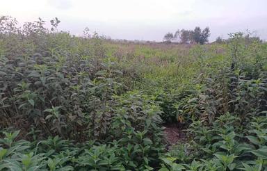 230 متر زمین مسکونی سند دار شهری