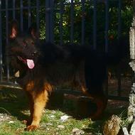 واگذاری سگ ژرمن بلک فیس