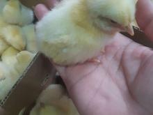 جوجه گوشتی در شیپور