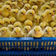 جوجه درجه یک گوشتی