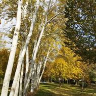 حرص و برش درختان